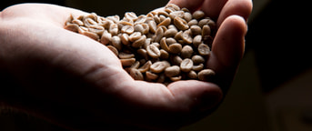 Hand voller Kaffeebohnen Hand voller Kaffeebohnen